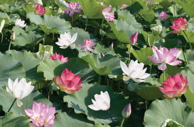 Лотос – сказочный букет на воде